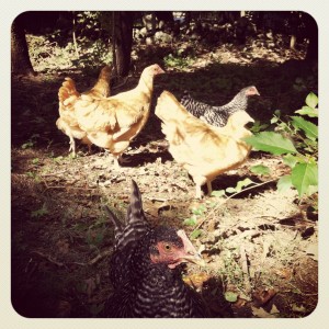 The whole gang (except Henny Penny, who was likely hiding).