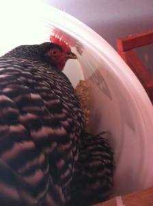 Henny Penny, not sick, but annoyed with the lack of privacy.