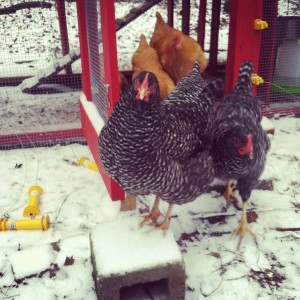 Henny Penny, a few weeks ago when her legs were good (center)