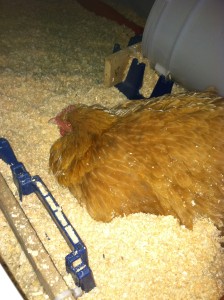 Mixing it up by sitting between the two nesting buckets.