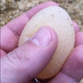 a rubbery egg