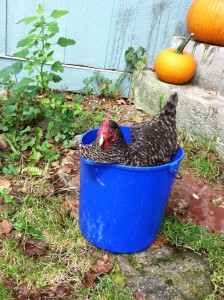 I thought the chicken was supposed to be in a basket.