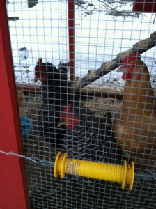 chickens