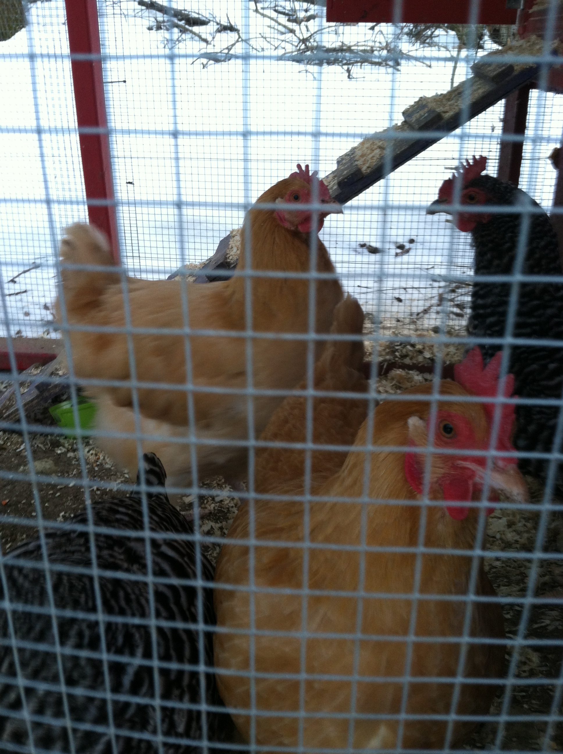 Too Many Chickens! » 2014 » February