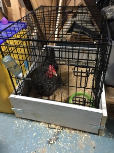 chicken crate