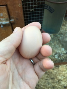 baby egg