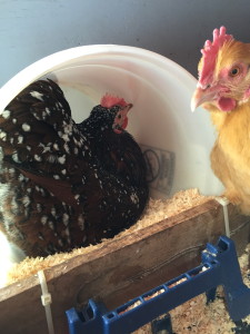 chicken in bucket