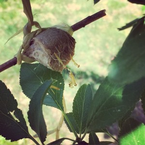 mantises hatching