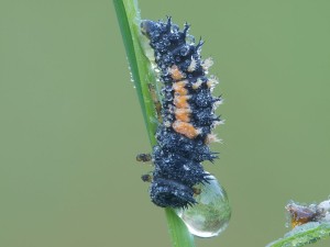 "Ladybug larva (Coccinellidae)" by Marcel Zurreck - Own work 