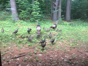 turkeys