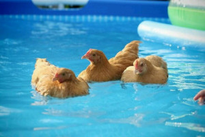 These are not actually my chickens. I don't have a pool.