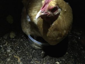 Yes, that is a chicken in a bucket of sorts.